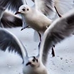 IMG_0746 Les Mouettes
